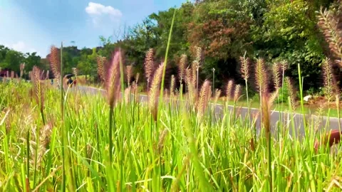 Close up of wild foxtail grass swaying gently in a sunny summer park Stock Footage 342216031
