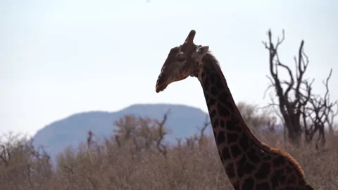 Close up of wild giraffe Stock Footage 137751038