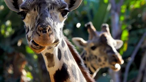 Close up of wild giraffes chewing and looking in camera Video stock 101267607