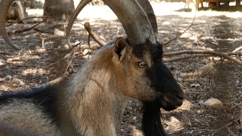 Close up of a wild goat Stock Footage 96984529