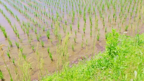 Close-up of wild grass and flowers on a ridge with a flooded rice paddy Vídeos de archivo 335279704