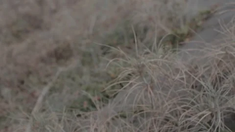Close-Up of Wild Grass and Foliage Swaying in Natural Light with Soft Depth.. Stock Footage 303340251