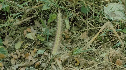 Close-Up of Wild Grass and Leaves in Natural Habitat Stock Footage 293225202