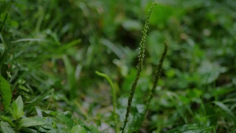 Close-up of wild grass and plantain seed stalks growing... 動画素材 339101838