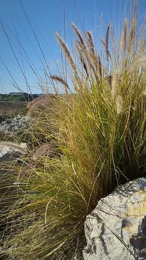 Close up of wild grass blowing in the wind on a bright sunny day Video stock 281835638