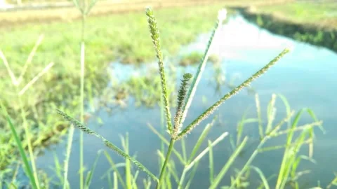 Close-up of wild grass flower blowing in the wind near water with blurred b.. Stock Footage 340598175