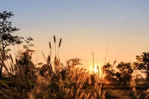 Close-up of wild grass flower with sun light at sunset Stock Photos