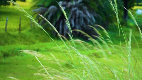 Close-up of wild grass gently swaying in the forest wind, capturing the natural  Stock Footage 321861870