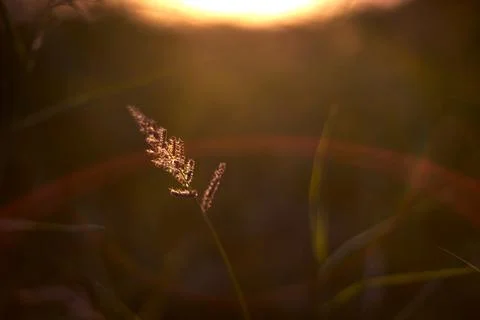 Close up of wild grass glowing in warm light during golden hour Stock Photos