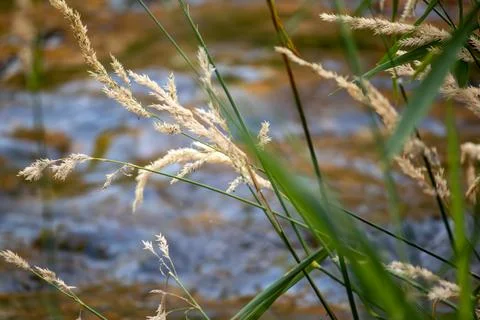 A close-up of wild grass Stock Photos