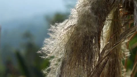 Close-up of wild grass plume in soft natural light Stock Footage 329175684
