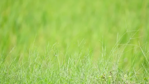 Close Up of Wild Grass with Rice Field Background Stock-Footage 337143378