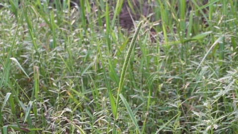 Close up of wild grass seed head Vídeo Stock 329384218
