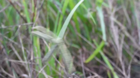 Close up of wild grass seed head Stock-Footage 329402490