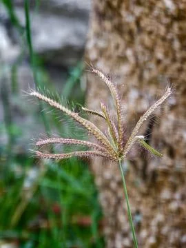Close Up of Wild Grass Seed Head with Delicate Bristles in Nature Stock Photos