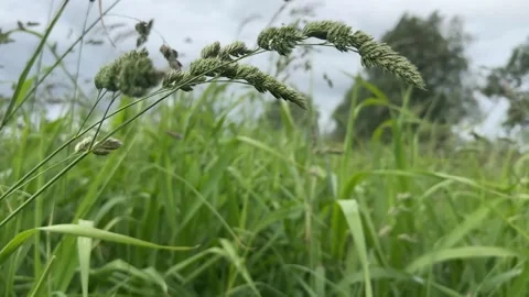 Close-up of wild grass seed heads swaying gently in a meadow on a cloudy day Stockbeeldmateriaal 310502991