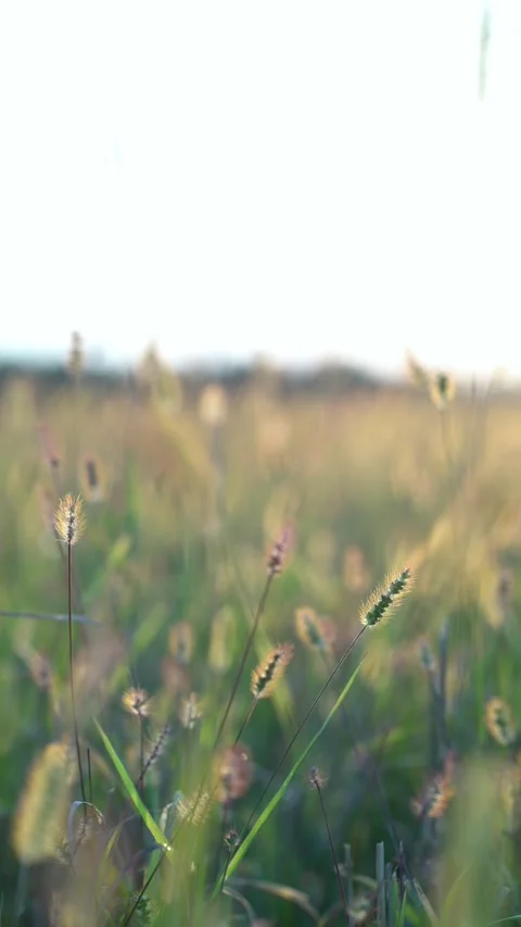 Close-up of wild grass seed heads glowing in soft golden hour light 스톡 동영상 343138184