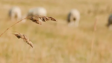 Close-Up of Wild Grass with Sheep Grazing in Meadow Vídeos de archivo 320394277