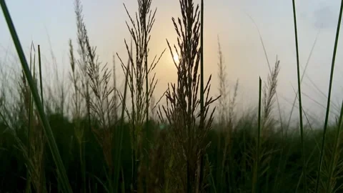 Close Up of Wild Grass at Sunset with Soft Golden Light and Breeze. Stock Footage 341538760
