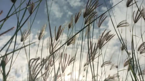 Close Up Wild Grass Swaying in Breeze Against Blue Sky and Clouds Stock Footage 343355327