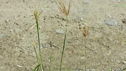 Close-up of wild grass swaying gently in the wind against a blurred natural.. Vídeos de archivo 338225719
