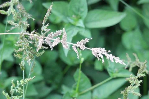 Close up of wild green grass  Stock Photos