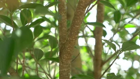 Close up of wild green lizard chameleon on the tree tilt down Stock Footage 77437584