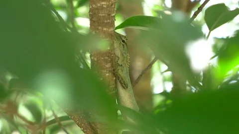 Close up of wild green lizard chameleon on the tree Video stock 77437590