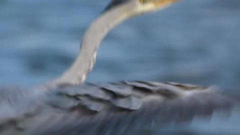 Close-up of a wild Grey Heron (Ardea cinerea) bird in profile with a sharp yello Video stock 325349771