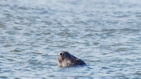 Close-up of a Wild Grey Seal (Halichoerus grypus) at the Water Surface in Icelan Stock Footage 327255057