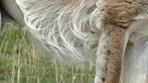 Close up on a wild guanaco fur moving on a wind, in South America in Patagonia. Video stock 264476154