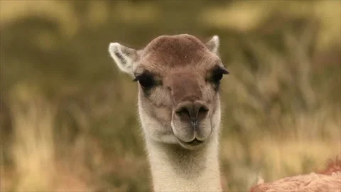 Close up on a wild guanaco head looking around searching a predator in South Stock Footage 264759459