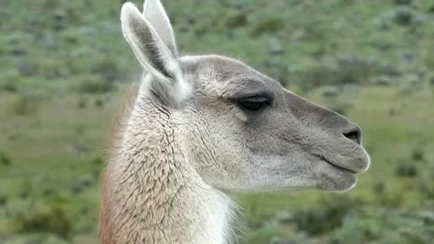 Close up on a wild guanaco looking around searching a predator in South America Stock Footage 264476116