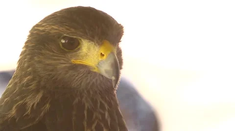 Close Up of Wild Hawk Head Stock Footage 51679725