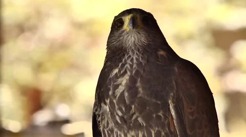 Close Up of Wild Hawk Looking Around Stock Footage 51679704
