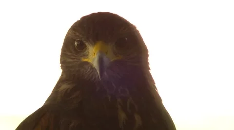 Close Up of Wild Hawk Looking at Camera Stock Footage 51679666