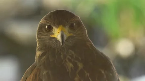 Close Up of Wild Hawk Looking at Camera Stock Footage 51679685