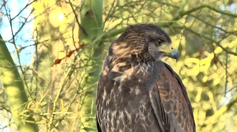 Close Up of Wild Hawk Squawking in Tree Stock Footage 51679838
