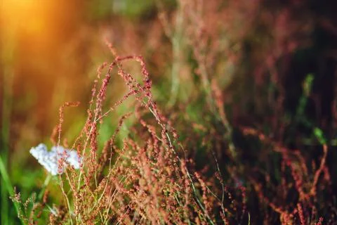 Close up of wild heather Stock Photos