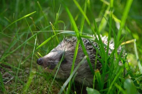 Close-up of wild hedgehog partially concealed in grass, expressing cautious.. 스톡 사진