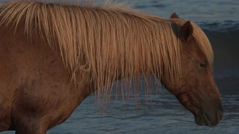 Close up on a wild horse Stock Footage 93593514
