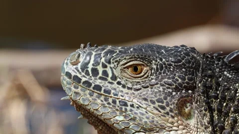 Close up of a wild Iguana Stock Footage 302310219
