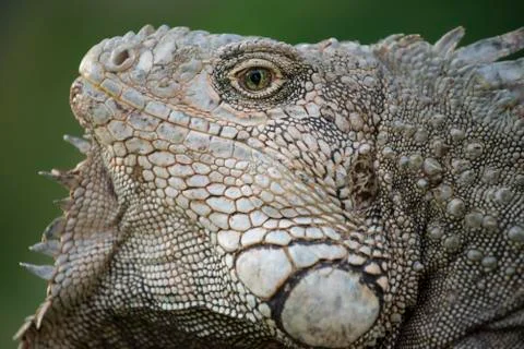 Close up of wild iguana lizard face Stock Photos