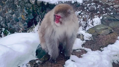 Close-Up of Wild Japanese Snow Monkey Resting in Winter Snow Stock Footage 313976010