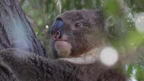 Close up of wild koala bear climbing tree in South Australia. Stock Footage 123807857