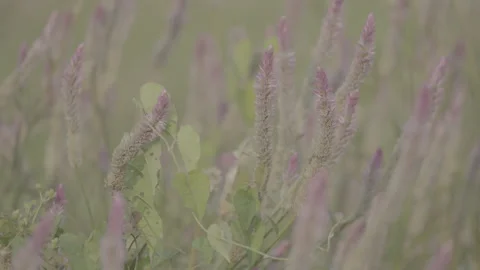 Close Up Wild Lavender Flowers Growing in Nature 10bit slog3 Stock Footage 346011298