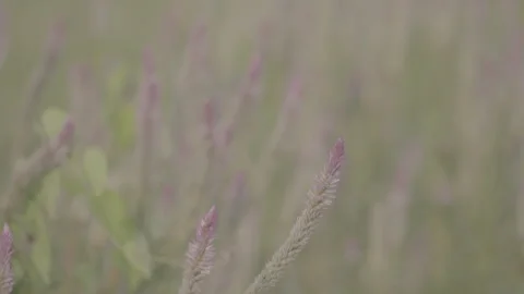 Close Up Wild Lavender Flowers Growing in Nature 10bit slog3 Stock Footage 346011634