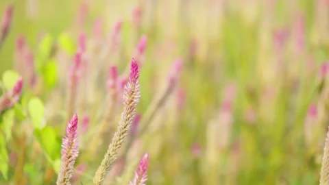 Close Up Wild Lavender Flowers Growing in Nature Stock Footage 346015251