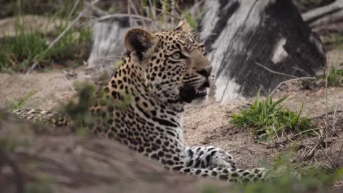 A close up of a wild leopard laying down Stock Footage 331957897