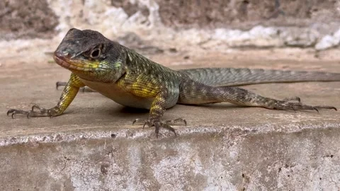 Close Up of a Wild Lizard Breathing in Iguazu National Park, Brazil Stock Footage 339431494